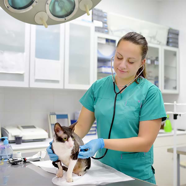 Vet with cat in operating room