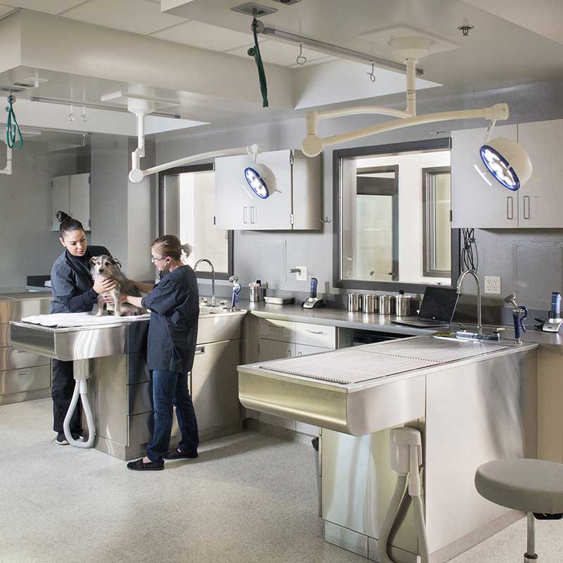 Veterinary operating room with overhead lighting